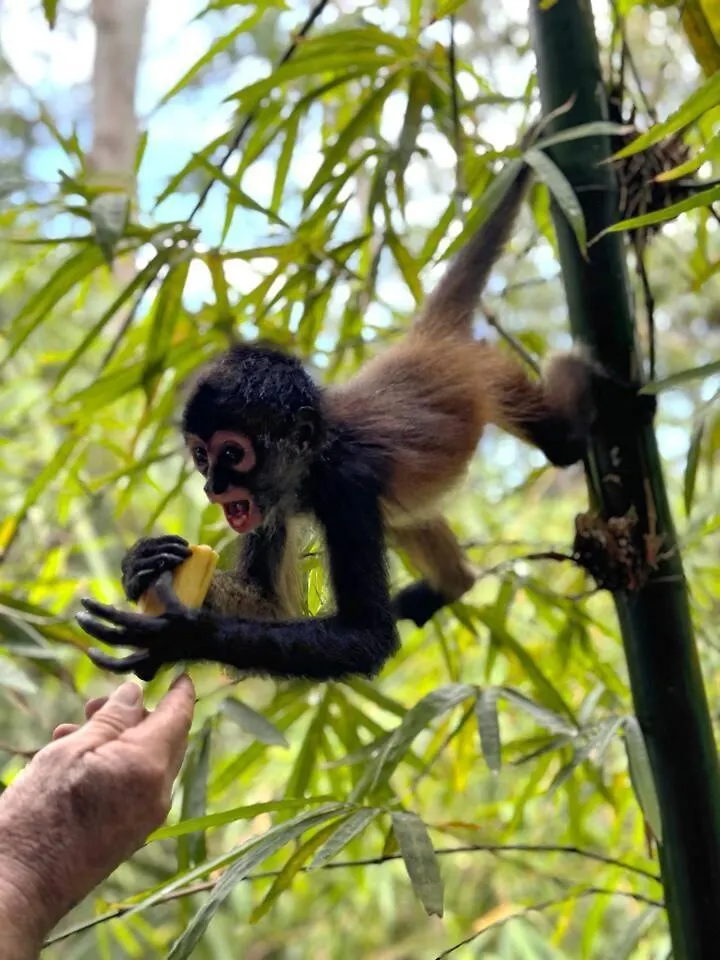 Luxury tent Xcaret Jungle Monkey Haven Stay Playa del Carmen