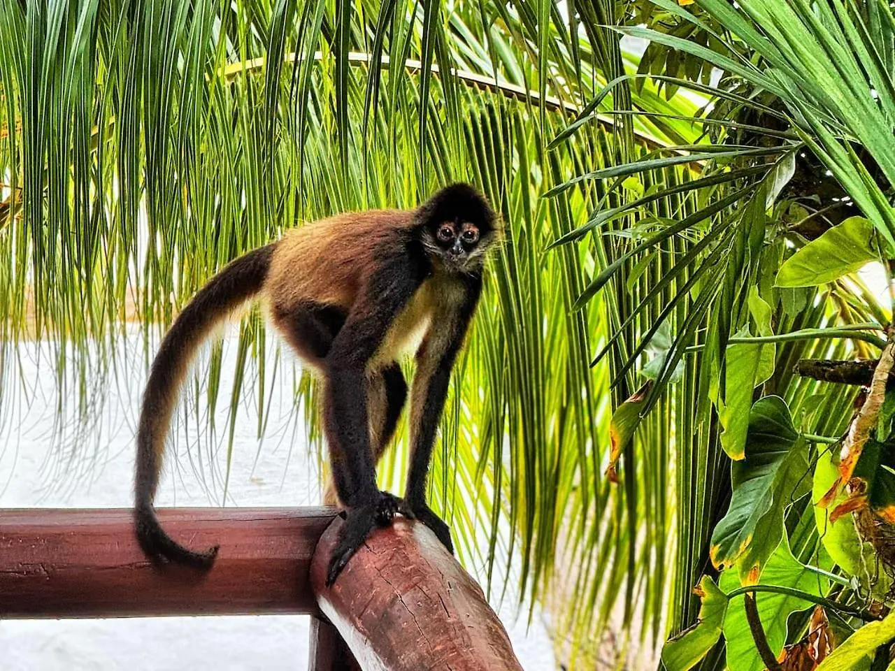 Luxury tent Xcaret Jungle Monkey Haven Stay Playa del Carmen Mexico